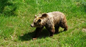 Miniatura: Śmiertelny atak niedźwiedzia na...