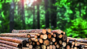 Miniatura: Aby drewno zostało w kraju