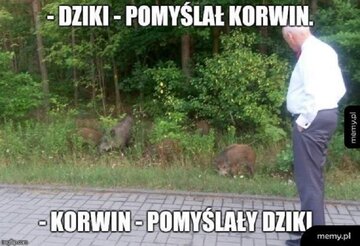 Internet oszalał na punkcie dzików 