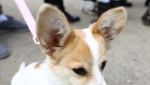 Miniatura: Protest ws. schroniska. Poseł otrzymuje...