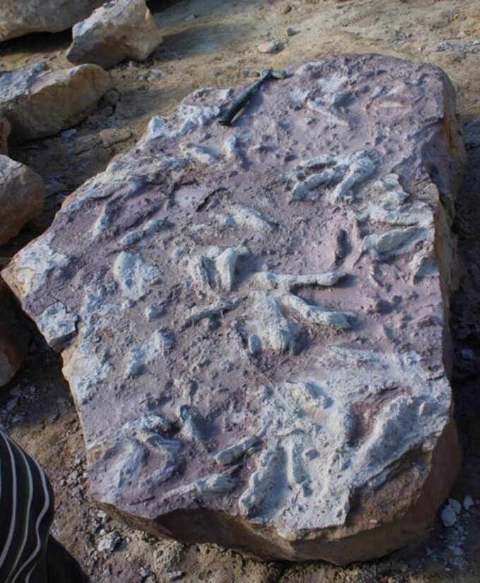 Tropy dinozaurów znalezione w kamieniołomie w Borkowicach