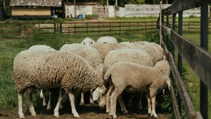 Miniatura: Zachód Europy. Afgańczyk aresztowany za...