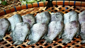 Miniatura: Świąteczne śledzie