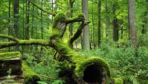 Miniatura: Drugi najstarszy polski park narodowy. Ma...