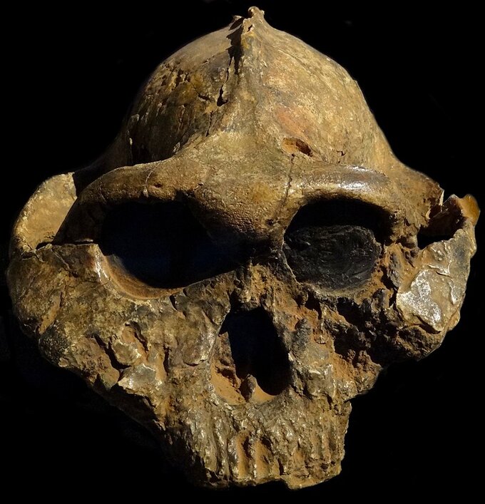 Czaszka parantropa (łac. Paranthropus)