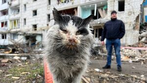 Miniatura: Z ruin w Borodziance uratowano kota. Teraz...