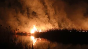 Miniatura: Pożar trzcinowiska w Biebrzańskim Parku...