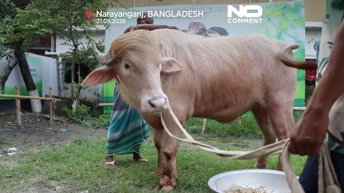 Baw&oacute;ł albinos "Donald Trump" w&nbsp;Bangladeszu
