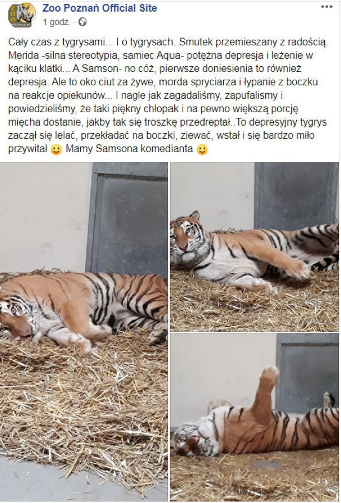 Poznańskie zoo relacjonuje w&nbsp;mediach społecznościowych sytuację nowych podopiecznych.