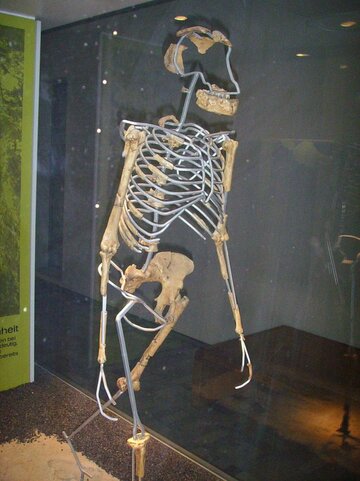Szkielet "Lucy" -&nbsp;Australopithecus afarensis