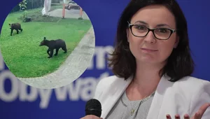 Miniatura: Niedźwiedzie wtargnęły na posesję....