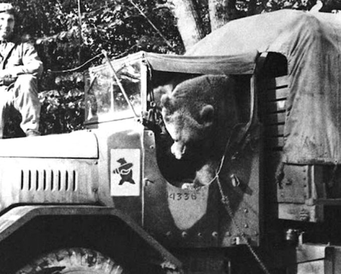 Niedźwiedź Wojtek, adoptowany przez żołnierzy Andersa. Według opowieści żołnierzy, w czasie bitwy o Monte Cassino Wojtek pomagał im w noszeniu skrzyń z amunicją