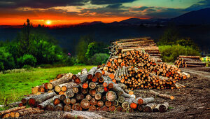Miniatura: Rośnie znaczenie drewna, a nie jego cena