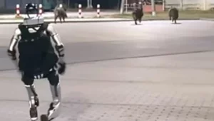 Miniatura: Niezrozumiała nagonka na osobodziki....