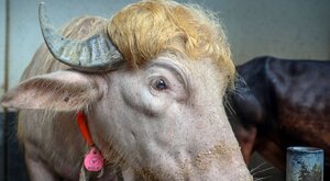 Miniatura: Słynny bawół "Donald Trump" nie zostanie...