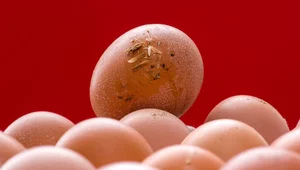 Miniatura: Rekordowa epidemia w Belgii. Ponad 300...