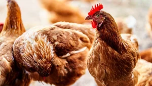 Miniatura: Ograniczenia w 20 powiatach i 3 miastach...