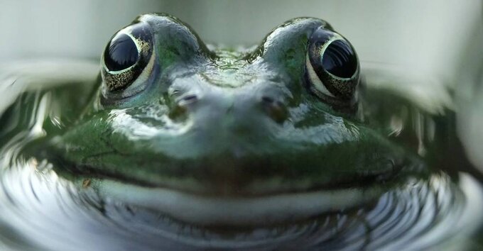 Żabie oczko