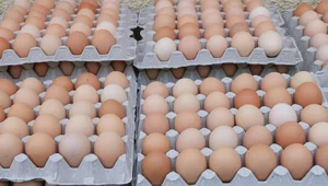 Miniatura: "Jajecznica daniem luksusowym". Cena jaj...