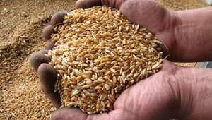 PIE: Ceny pszenicy w tym roku będą najwyższe od 20 lat ze względu na wojnę