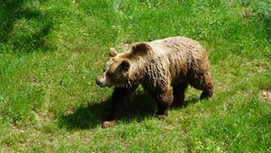 Miniatura: Śmiertelny atak niedźwiedzia na...