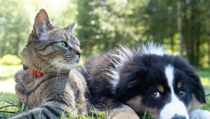 Miniatura: Zwierzęta zamiast dzieci. Nowy raport...