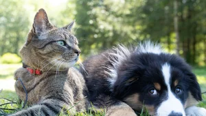 Miniatura: Zwierzęta zamiast dzieci. Nowy raport...