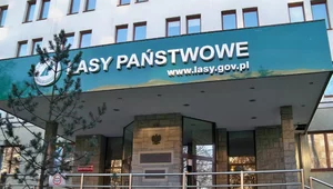 Miniatura: Zmiany w Lasach Państwowych. Powołano...