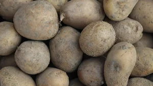 Miniatura: Tego warzywa jest w Polsce za dużo. Trudna...