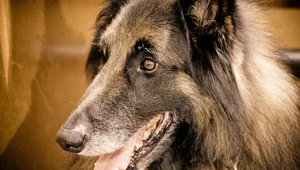 Miniatura: Psy śmiertelnie pogryzły 46-latka. Zarzuty...