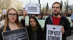 Miniatura: Dziki mają wielu obrońców. A co z ludźmi,...