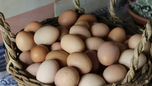 Miniatura: Antybiotyki czy ukrainofobia? Afera o...