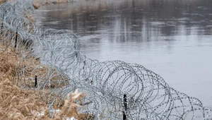 Miniatura: Wycinka drzew przy granicy z Białorusią....