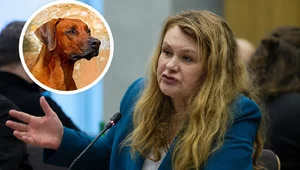Miniatura: Psy i koty "z wizytą" w szpitalu? Tego...