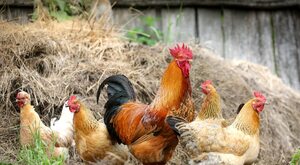 "Piątka dla kurczaków", czyli kolejny bzik Unii Europejskiej