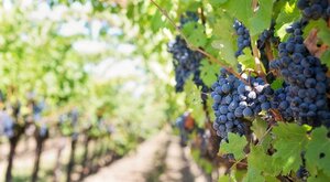 Miniatura: Wino: historia i znaczenie
