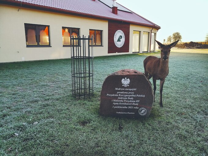 Leśni ratownicy