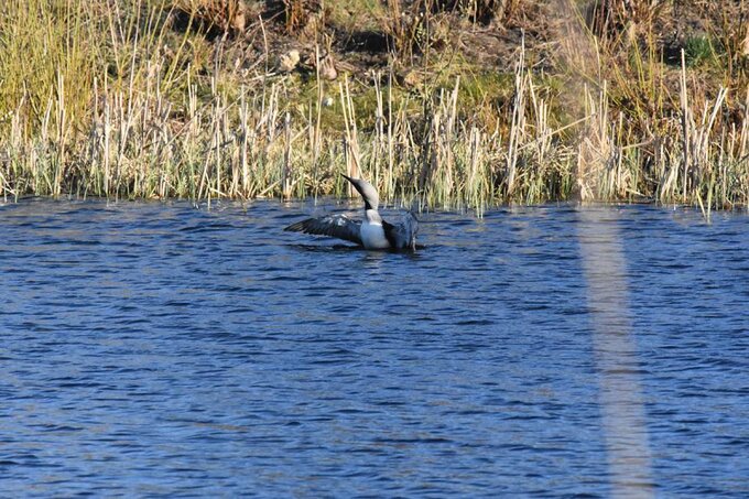 Nur czarnoszyi w&nbsp;Topile