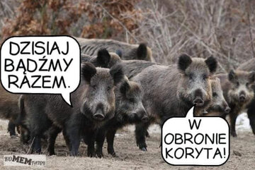 Internet oszalał na punkcie dzików 