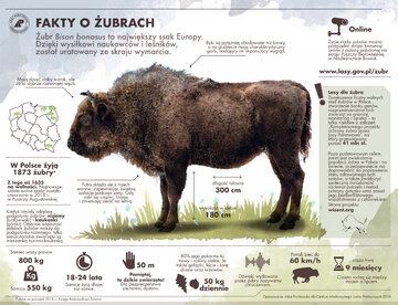 Fakty o&nbsp;żubrach