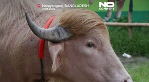 Miniatura: Albinoski bawół "Donald Trump" robi...