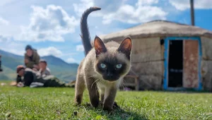 Miniatura: Przebudzenie z ogonkiem