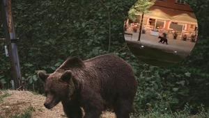 Miniatura: Po centrum polskiego miasta biegał...