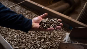 Miniatura: Rekordowy wzrost cen pelletu. Idzie...