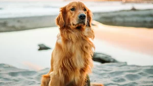 Miniatura: KROPiK, czyli jak wylać dziecko z kąpielą