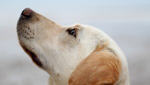 Miniatura: Już wkrótce psy będą mogły wchodzić do Sejmu