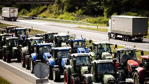 Miniatura: Rolnicy w Holandii wściekli na rząd....