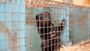 Miniatura: Niszczenie polskich przedsiębiorców jako...