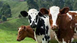 Miniatura: Szykuje się nowelizacja ustawy. Chociaż...