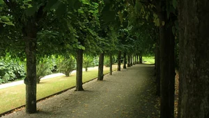 Miniatura: Zbiorowy gwałt na studentce. Imigranci...